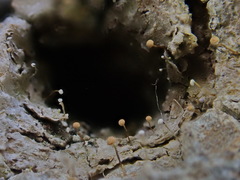 Sclerophora amabilis