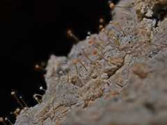 Sclerophora amabilis