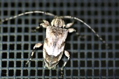 Astylopsis arcuata