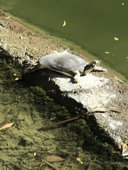 Apalone spinifera