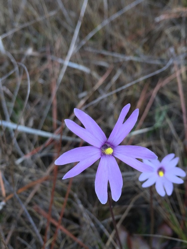Pinguicula planifolia