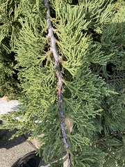 Juniperus procumbens