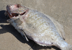 Amphistichus argenteus