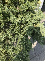 Juniperus procumbens