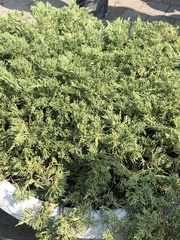 Juniperus procumbens