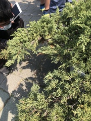 Juniperus procumbens