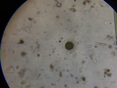 Acanthocystis turfacea