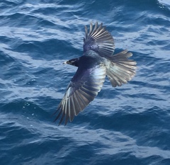 Corvus imparatus