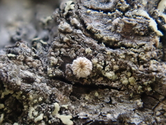 Lachnellula pseudofarinacea