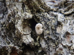 Lachnellula pseudofarinacea