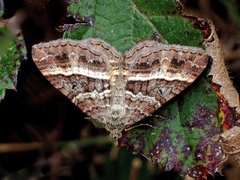 Chrysolarentia vicissata