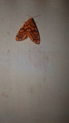Tumicla sagenaria