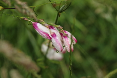 Ixia campanulata