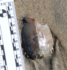 Blepharipoda occidentalis