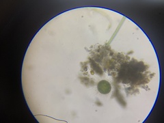 Acanthocystis turfacea