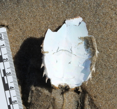 Blepharipoda occidentalis