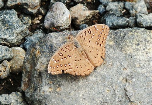 Guineafowl Butterfly