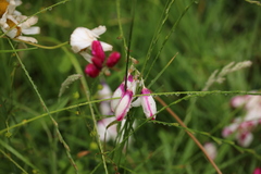 Ixia campanulata