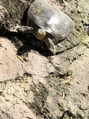 Apalone spinifera