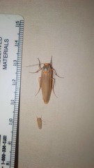 Sozusa scutellata