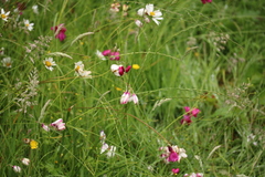 Ixia campanulata