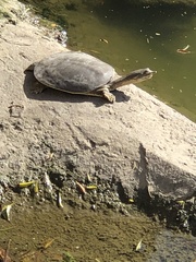 Apalone spinifera
