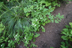 Clintonia