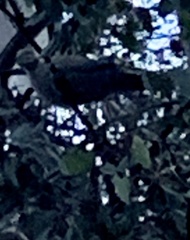 Patagioenas fasciata