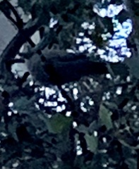 Patagioenas fasciata