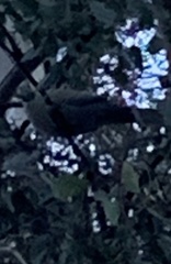 Patagioenas fasciata