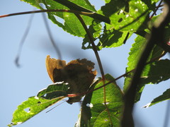 Archaeoprepona demophoon gulina