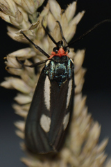 Ctenucha ruficeps