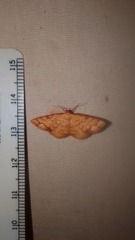 Lomographa indularia