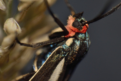 Ctenucha ruficeps