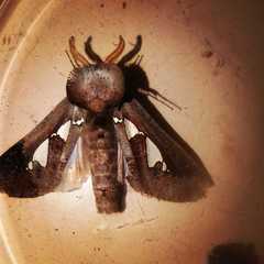 Antiophlebia bracteata