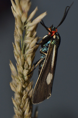 Ctenucha ruficeps
