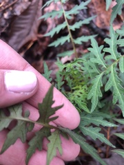 Polymnia laevigata