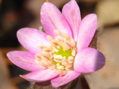 Hepatica nobilis
