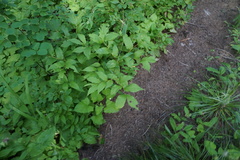 Aegopodium