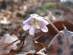 Hepatica nobilis