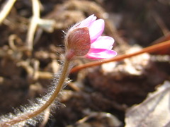 Hepatica nobilis