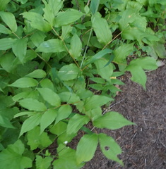 Aegopodium