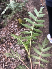 Polymnia laevigata