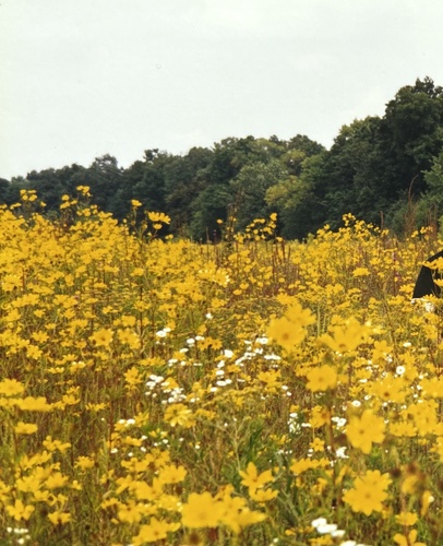Helianthus angustifolius