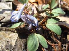 Corydalis ambigua