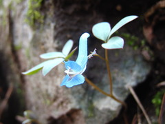 Corydalis ambigua