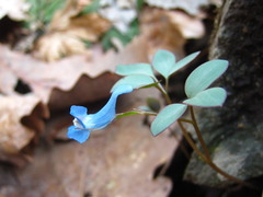 Corydalis ambigua