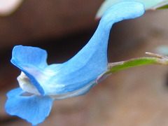 Corydalis ambigua