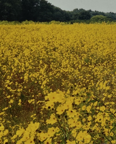 Helianthus angustifolius