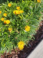 Gazania linearis
